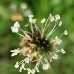 Plantago argentea Цветок