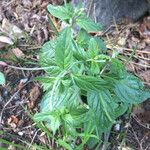 Epilobium roseum Leaf