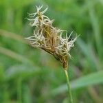 Carex disticha ফল