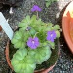 Pinguicula cyclosecta Yeri