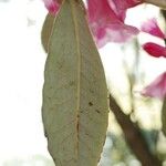 Rhododendron argyrophyllum Leaf