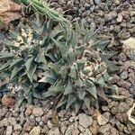 Ariocarpus retusus Yaprak