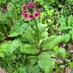 Primula japonica অভ্যাস