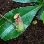 Nepenthes alata Hoja