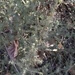 Asparagus acutifolius Habitus