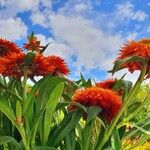 Xerochrysum bracteatum ᱵᱟᱦᱟ