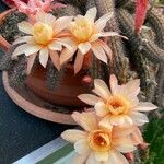 Echinopsis chamaecereus Květ