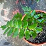 Adiantum latifolium Fulla