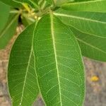 Asclepias purpurascens Leaf