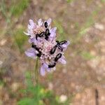 Scabiosa atropurpureaÕis