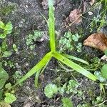 Hypoxis decumbens Fulla