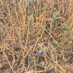 Blepharis linariifolia Habit