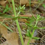 Galium porrigens Corteza