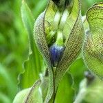 Commelina tuberosa 花