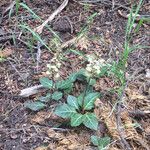 Pyrola picta Plante entière