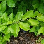 Parrotia persica Φύλλο