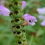 Physostegia virginiana 果實