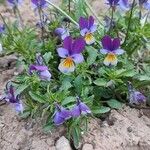 Viola tricolor花