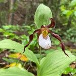 Cypripedium montanum 叶