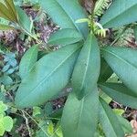 Ardisia escallonioides 葉