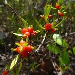 Ernodea littoralis Fruit