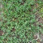 Polygonum arenastrum Leaf