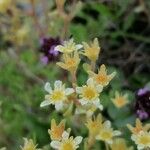 Saxifraga exarata 花