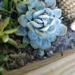 Echeveria laui Hoja