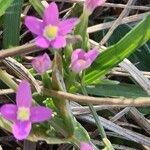 Centaurium tenuiflorum ফুল