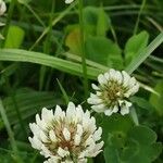 Trifolium repens Květ