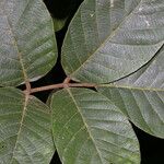 Lonchocarpus costaricensis Blatt