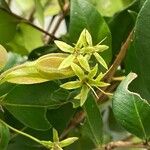 Backhousia myrtifolia Kwiat