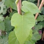 Ipomoea nil Leaf