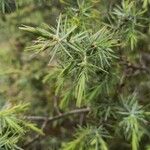 Juniperus oxycedrusبرگ