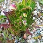 Bartsia trixagoFlower