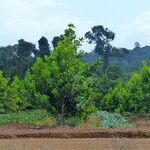 Calophyllum brasiliense Blad