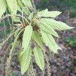 Quercus castaneifolia Alia