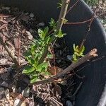 Salix humilis Blad