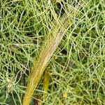 Stipa capensis Fruct