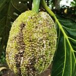 Artocarpus altilis Fruit