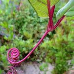 Cobaea scandens Blüte