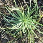 Cryptantha clevelandii ശീലം