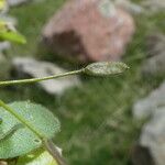 Draba nemorosa Fruit