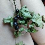 Ribes montigenum Плод