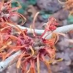 Hamamelis intermedia Blüte