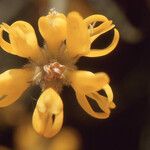 Teline microphylla 花