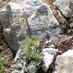 Artemisia umbelliformis Habit