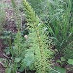 Equisetum telmateiaপাতা