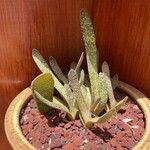 Gasteria carinata Leaf