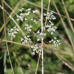 Pimpinella saxifragaBlomst